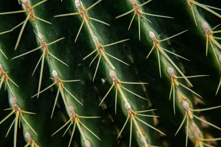Close up of cactus plant in the gardenの写真素材