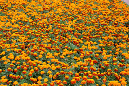 Tagetes patula, flowering plant in the daisy family, shades of yellow and orangeの写真素材