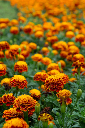 Tagetes patula, flowering plant in the daisy family, shades of yellow and orangeの写真素材