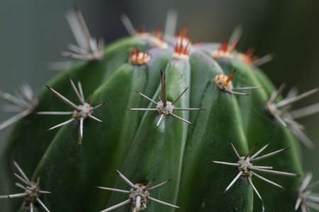 Close up of cactus plant in the gardenの写真素材