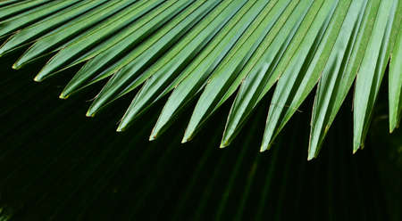 Tropical palm leaves, Palm leafsの写真素材