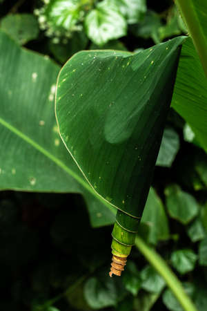 Beautiful of green tropical leavesの写真素材