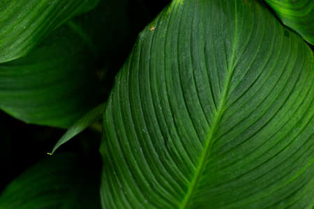 Beautiful of green tropical leavesの写真素材