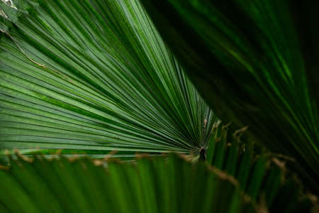 Tropical palm leaves, Palm leafsの写真素材