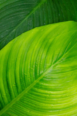 Beautiful of green tropical leavesの写真素材