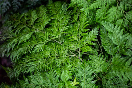 Beautiful fern leaves green foliage natural floral fern background in sunlight.の写真素材