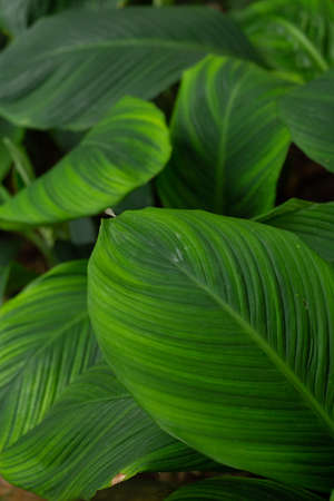 Beautiful of green tropical leavesの写真素材