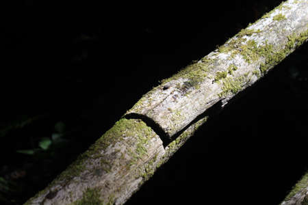 Branches of trees covered with mossの写真素材