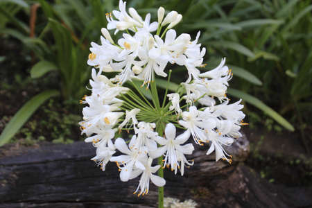 white African lily flower, agapanthus africanusの写真素材