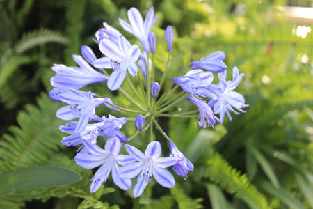 Blooming Blue Agapanthus, African Lilyの写真素材