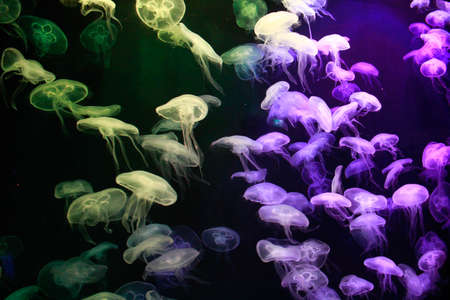 Colorful Jellyfish underwater. Jellyfish moving in water.の写真素材