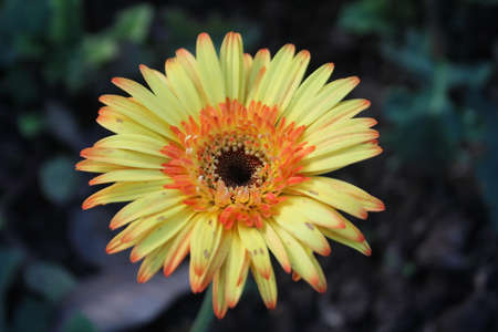 Yellow flower, beautiful yellow flowerの写真素材