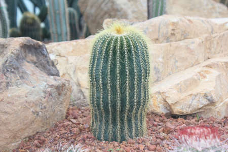 Cactus plants in a garden.の写真素材