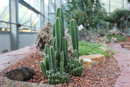 Cactus plants in a garden.の写真素材