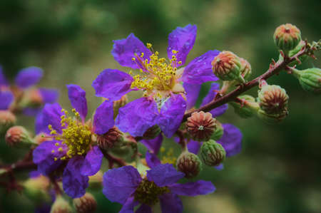 Lagerstroemia floribunda