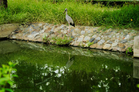 white egret at the canalsideの写真素材