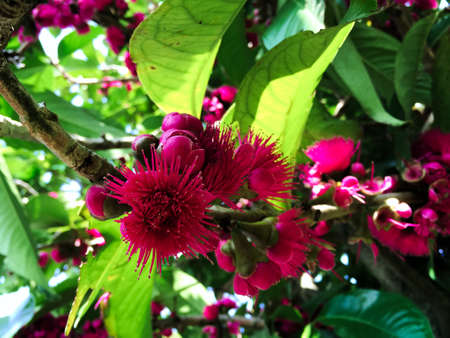 pink satin-ash treeの写真素材