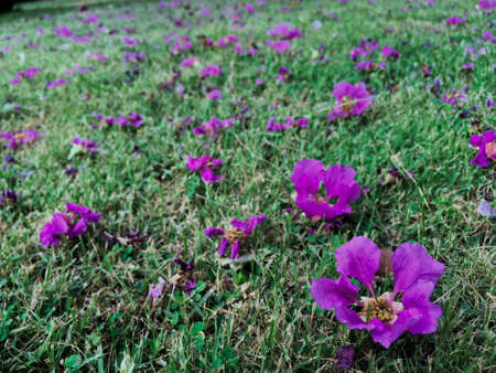 fallen flower on the lawnの写真素材