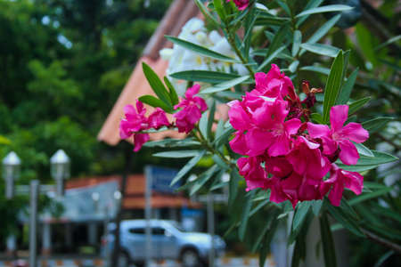 Frangipani, Plumeria, Temple Tree, Graveyard Treeの写真素材