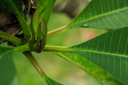 green budの写真素材