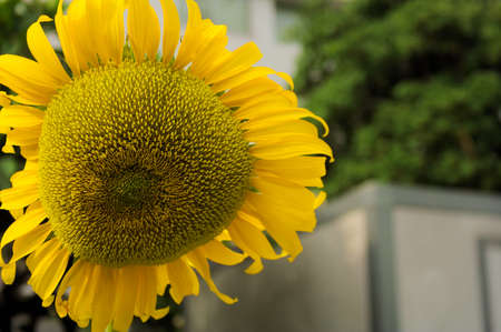 Sunflower in office areaの写真素材