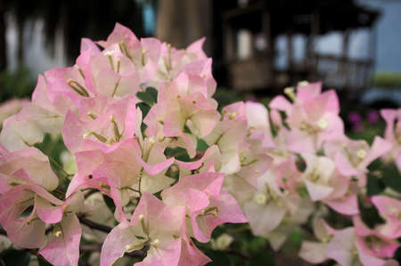 Bougainvilleaの写真素材