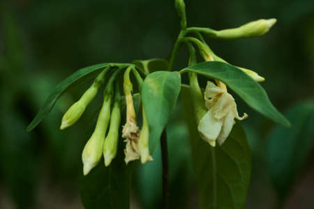 white cape jasmineの写真素材