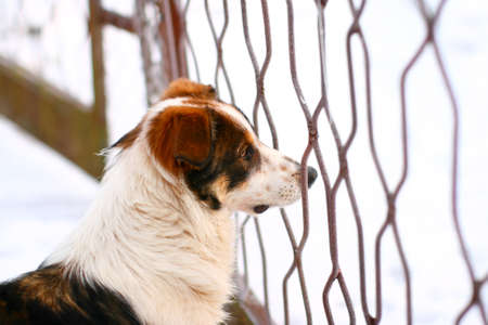 Adorable dog is looking through the fence in a very cold winter day.This is a mixed-breed dog but he looks like a eskimo dog. Good blur background with deep field of view.の写真素材
