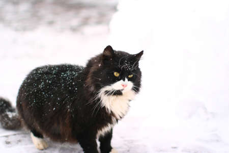 Adorable powerful black cat in snow with light green eyes is standing on the street in cold winter day almost isolated on white background. Good deep field of view.の写真素材