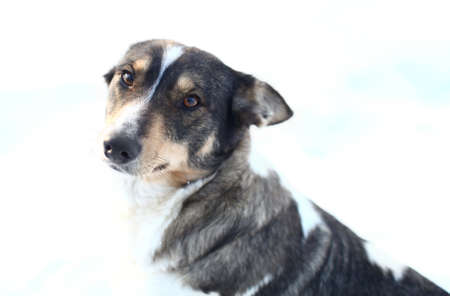 Adorable portrait of a cute dog in winter day almost isolated on white background with deep field of view.の写真素材