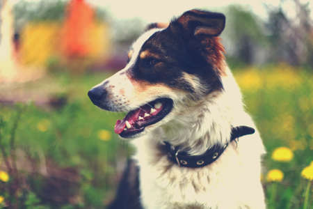 Beautiful portrait of a adorable dog in background of yellow dandelionsの写真素材