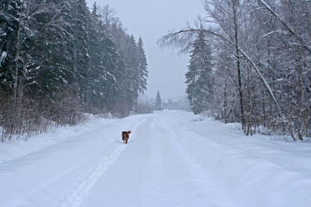 Countryside winter road with a rufous walking dog in a very high snowfall in village of Latviaの写真素材