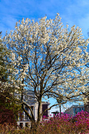 Summer park with blossoming flowers and Latvian national opera and ballet theater in Riga, Latviaの写真素材