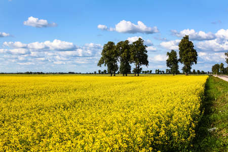 Field of yellow rapeseed in a countryside with beautiful clouds