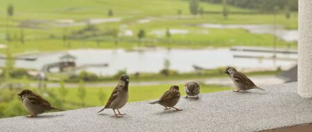 five birds sitting on a balustrade having a conference in front of a blurred green landscapeの写真素材