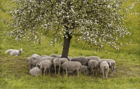 group of sheep resting in the shadow of a blooming treeの写真素材