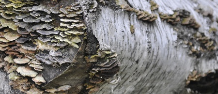 closeup of birch trunk laying on the ground blotched with colorful fungiの写真素材