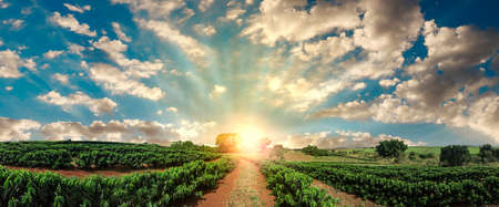 Plantation - Sunset at the coffee field landscapeの写真素材