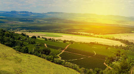 Aerial view of coffee farm field