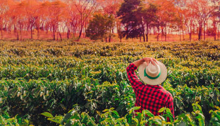 Farmer with hat on coffee field at sunset outdoor