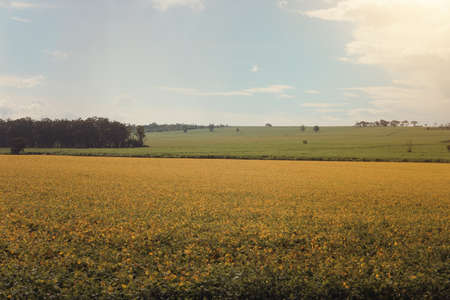 Soy plantation farm at sunset
