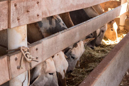 Cattle on confinement in farm on Brazil.の写真素材