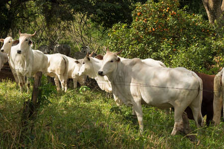 Group of cows on farm at sunset.の写真素材
