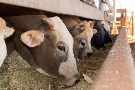 Cattle on confinement in farm on Brazil.の写真素材