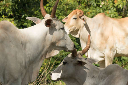 Group of cows on farm at sunset.の写真素材