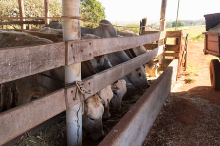 Cattle on confinement in farm on Brazil.の写真素材