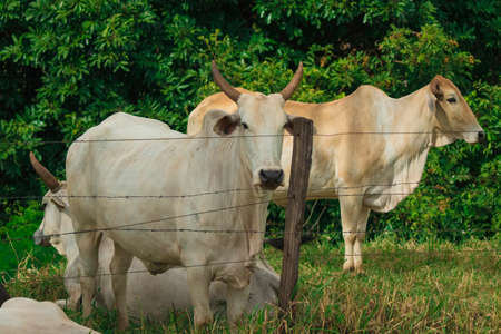 Group of cows on farm at sunset.の写真素材