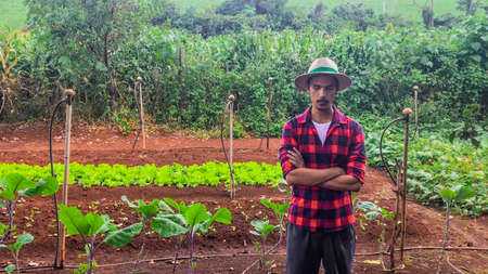 Farmer or worker with hat in lettuce plantation.の写真素材