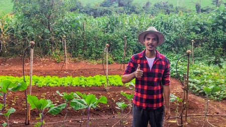 Farmer or worker with hat in lettuce plantation.の写真素材