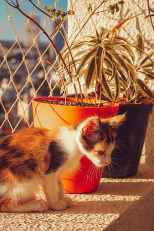 Puppy cat on flowered balcony apartment background.の写真素材